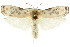  (Arignota stercorata - CCDB-15733-D10)  @15 [ ] CreativeCommons - Attribution (2011) ANIC/CBG Photography Group Centre for Biodiversity Genomics