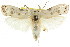  ( - CCDB-15733-D12)  @11 [ ] CreativeCommons - Attribution (2011) ANIC/CBG Photography Group Centre for Biodiversity Genomics