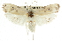  ( - CCDB-15733-E01)  @11 [ ] CreativeCommons - Attribution (2011) ANIC/CBG Photography Group Centre for Biodiversity Genomics
