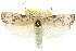  ( - CCDB-15733-E03)  @11 [ ] CreativeCommons - Attribution (2011) ANIC/CBG Photography Group Centre for Biodiversity Genomics