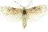  ( - CCDB-15733-E04)  @11 [ ] CreativeCommons - Attribution (2011) ANIC/CBG Photography Group Centre for Biodiversity Genomics