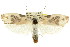  ( - CCDB-15733-E05)  @11 [ ] CreativeCommons - Attribution (2011) ANIC/CBG Photography Group Centre for Biodiversity Genomics
