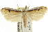  ( - CCDB-15733-E12)  @11 [ ] CreativeCommons - Attribution (2011) ANIC/CBG Photography Group Centre for Biodiversity Genomics