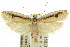  ( - CCDB-15733-F01)  @11 [ ] CreativeCommons - Attribution (2011) ANIC/CBG Photography Group Centre for Biodiversity Genomics