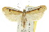  ( - CCDB-15733-F02)  @11 [ ] CreativeCommons - Attribution (2011) ANIC/CBG Photography Group Centre for Biodiversity Genomics