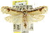  ( - CCDB-15733-F04)  @13 [ ] CreativeCommons - Attribution (2011) ANIC/CBG Photography Group Centre for Biodiversity Genomics