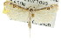  ( - CCDB-15733-F05)  @12 [ ] CreativeCommons - Attribution (2011) ANIC/CBG Photography Group Centre for Biodiversity Genomics