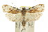  ( - CCDB-15733-G02)  @11 [ ] CreativeCommons - Attribution (2011) ANIC/CBG Photography Group Centre for Biodiversity Genomics