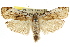  ( - CCDB-15733-G03)  @14 [ ] CreativeCommons - Attribution (2011) ANIC/CBG Photography Group Centre for Biodiversity Genomics