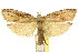  ( - CCDB-15733-G08)  @11 [ ] CreativeCommons - Attribution (2011) ANIC/CBG Photography Group Centre for Biodiversity Genomics