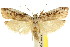  ( - CCDB-15733-G09)  @14 [ ] CreativeCommons - Attribution (2011) ANIC/CBG Photography Group Centre for Biodiversity Genomics