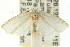  ( - CCDB-15734-A02)  @11 [ ] CreativeCommons - Attribution (2011) ANIC/CBG Photography Group Centre for Biodiversity Genomics