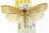  ( - CCDB-15734-A08)  @11 [ ] CreativeCommons - Attribution (2011) ANIC/CBG Photography Group Centre for Biodiversity Genomics