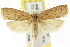  ( - CCDB-15734-A09)  @11 [ ] CreativeCommons - Attribution (2011) ANIC/CBG Photography Group Centre for Biodiversity Genomics