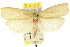  ( - CCDB-15734-B02)  @11 [ ] CreativeCommons - Attribution (2011) ANIC/CBG Photography Group Centre for Biodiversity Genomics