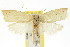 ( - CCDB-15734-B04)  @11 [ ] CreativeCommons - Attribution (2011) ANIC/CBG Photography Group Centre for Biodiversity Genomics