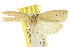  ( - CCDB-15734-B05)  @11 [ ] CreativeCommons - Attribution (2011) ANIC/CBG Photography Group Centre for Biodiversity Genomics