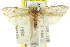  ( - CCDB-15734-B06)  @11 [ ] CreativeCommons - Attribution (2011) ANIC/CBG Photography Group Centre for Biodiversity Genomics