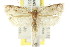  (Hylypnes sp. ANIC6 - CCDB-15734-B08)  @14 [ ] CreativeCommons - Attribution (2011) ANIC/CBG Photography Group Centre for Biodiversity Genomics