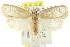  (Hylypnes sp. ANIC7 - CCDB-15734-B09)  @11 [ ] CreativeCommons - Attribution (2011) ANIC/CBG Photography Group Centre for Biodiversity Genomics