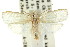  ( - CCDB-15734-C07)  @13 [ ] CreativeCommons - Attribution (2011) ANIC/CBG Photography Group Centre for Biodiversity Genomics