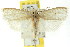  (Hylypnes sp. ANIC4 - CCDB-15734-C09)  @14 [ ] CreativeCommons - Attribution (2011) ANIC/CBG Photography Group Centre for Biodiversity Genomics