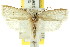  (Hylypnes sp. ANIC9 - CCDB-15734-D04)  @14 [ ] CreativeCommons - Attribution (2011) ANIC/CBG Photography Group Centre for Biodiversity Genomics