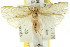  ( - CCDB-15734-D06)  @13 [ ] CreativeCommons - Attribution (2011) ANIC/CBG Photography Group Centre for Biodiversity Genomics