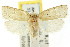  ( - CCDB-15734-D10)  @11 [ ] CreativeCommons - Attribution (2011) ANIC/CBG Photography Group Centre for Biodiversity Genomics