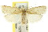  ( - CCDB-15734-D11)  @11 [ ] CreativeCommons - Attribution (2011) ANIC/CBG Photography Group Centre for Biodiversity Genomics