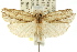 ( - CCDB-15734-E03)  @13 [ ] CreativeCommons - Attribution (2011) ANIC/CBG Photography Group Centre for Biodiversity Genomics