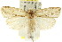  (Hylypnes sp. ANIC10 - CCDB-15734-E05)  @15 [ ] CreativeCommons - Attribution (2011) ANIC/CBG Photography Group Centre for Biodiversity Genomics