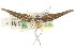  ( - CCDB-15734-G03)  @11 [ ] CreativeCommons - Attribution (2011) ANIC/CBG Photography Group Centre for Biodiversity Genomics
