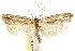 ( - CCDB-15734-G05)  @11 [ ] CreativeCommons - Attribution (2011) ANIC/CBG Photography Group Centre for Biodiversity Genomics