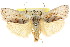  ( - CCDB-15735-A01)  @11 [ ] CreativeCommons - Attribution (2011) ANIC/CBG Photography Group Centre for Biodiversity Genomics