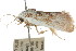  ( - CCDB-15735-A05)  @12 [ ] CreativeCommons - Attribution (2011) ANIC/CBG Photography Group Centre for Biodiversity Genomics
