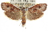  ( - CCDB-15735-A10)  @11 [ ] CreativeCommons - Attribution (2011) ANIC/CBG Photography Group Centre for Biodiversity Genomics