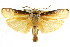  ( - CCDB-15735-A11)  @11 [ ] CreativeCommons - Attribution (2011) ANIC/CBG Photography Group Centre for Biodiversity Genomics