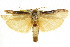  ( - CCDB-15735-A12)  @11 [ ] CreativeCommons - Attribution (2011) ANIC/CBG Photography Group Centre for Biodiversity Genomics