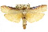  ( - CCDB-15735-B01)  @11 [ ] CreativeCommons - Attribution (2011) ANIC/CBG Photography Group Centre for Biodiversity Genomics