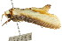  ( - CCDB-15735-B03)  @12 [ ] CreativeCommons - Attribution (2011) ANIC/CBG Photography Group Centre for Biodiversity Genomics