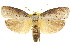  (Cryptophasa xylomima - CCDB-15735-B07)  @15 [ ] CreativeCommons - Attribution (2011) ANIC/CBG Photography Group Centre for Biodiversity Genomics