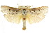  ( - CCDB-15735-B09)  @11 [ ] CreativeCommons - Attribution (2011) ANIC/CBG Photography Group Centre for Biodiversity Genomics