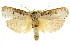  ( - CCDB-15735-B10)  @11 [ ] CreativeCommons - Attribution (2011) ANIC/CBG Photography Group Centre for Biodiversity Genomics