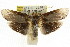  ( - CCDB-15735-D05)  @13 [ ] CreativeCommons - Attribution (2011) ANIC/CBG Photography Group Centre for Biodiversity Genomics