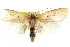  ( - CCDB-15735-D09)  @12 [ ] CreativeCommons - Attribution (2011) ANIC/CBG Photography Group Centre for Biodiversity Genomics