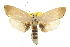  (Cryptophasa sp. ANIC55 - CCDB-15735-D11)  @11 [ ] CreativeCommons - Attribution (2011) ANIC/CBG Photography Group Centre for Biodiversity Genomics