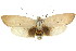 ( - CCDB-15735-E01)  @11 [ ] CreativeCommons - Attribution (2011) ANIC/CBG Photography Group Centre for Biodiversity Genomics