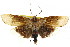  ( - CCDB-15735-E02)  @11 [ ] CreativeCommons - Attribution (2011) ANIC/CBG Photography Group Centre for Biodiversity Genomics