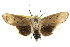  ( - CCDB-15735-E03)  @11 [ ] CreativeCommons - Attribution (2011) ANIC/CBG Photography Group Centre for Biodiversity Genomics